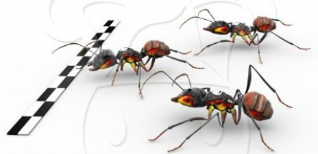 Ants racing for computer repair in orpington.